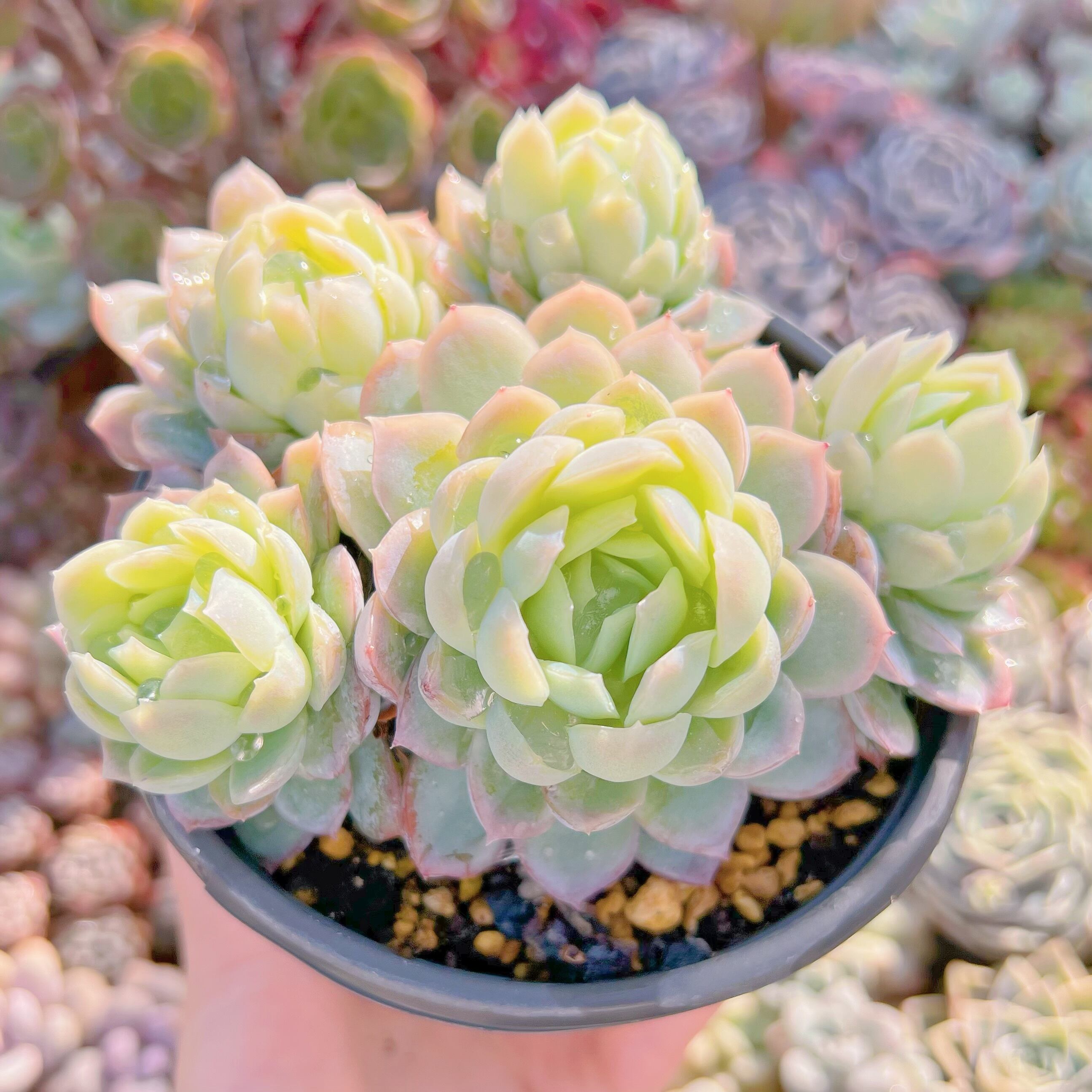 現品　メキシコスノーボール#661　古株　るる農園