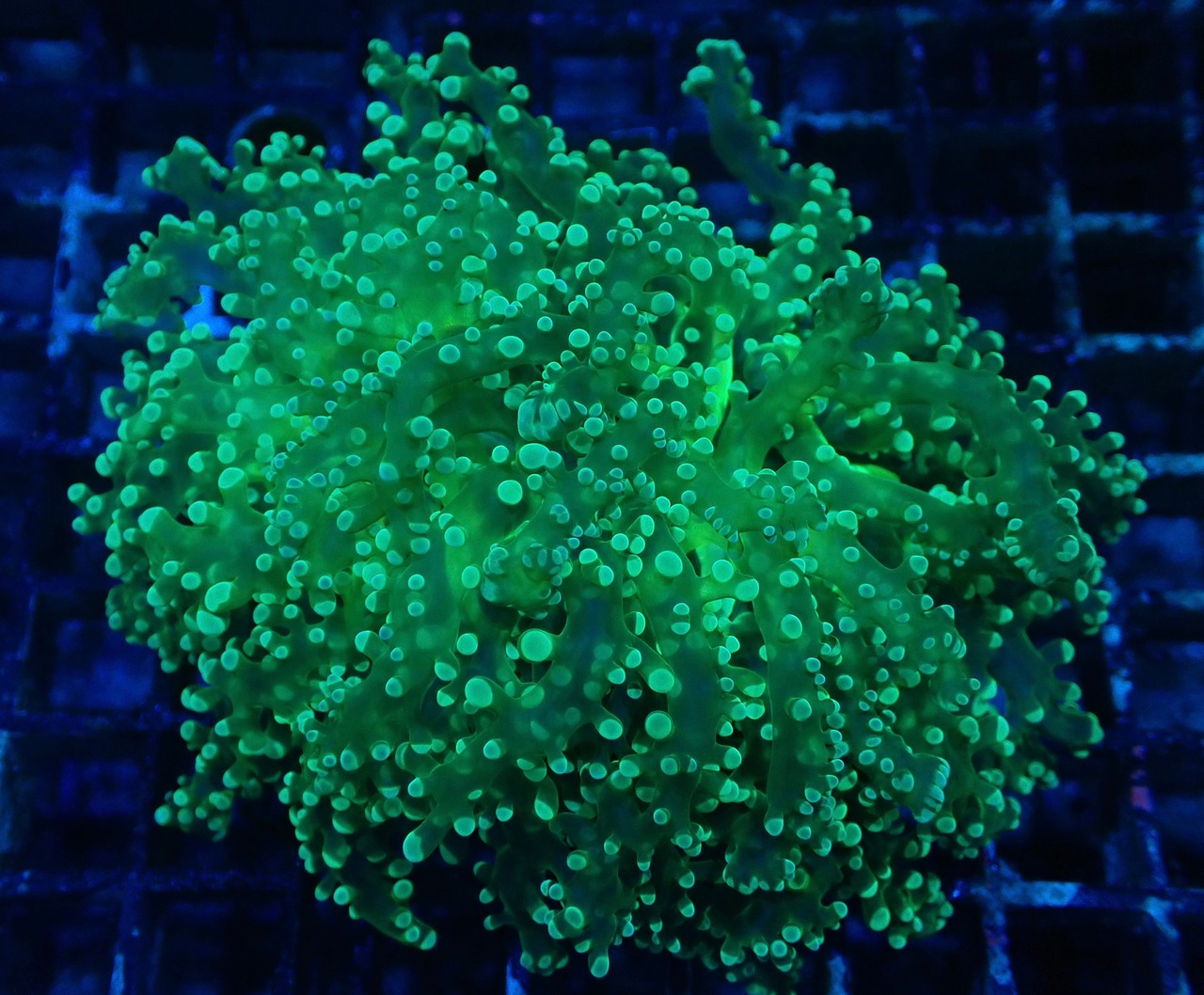 Divisa ClearGreen 1