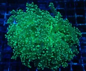 Divisa ClearGreen 1