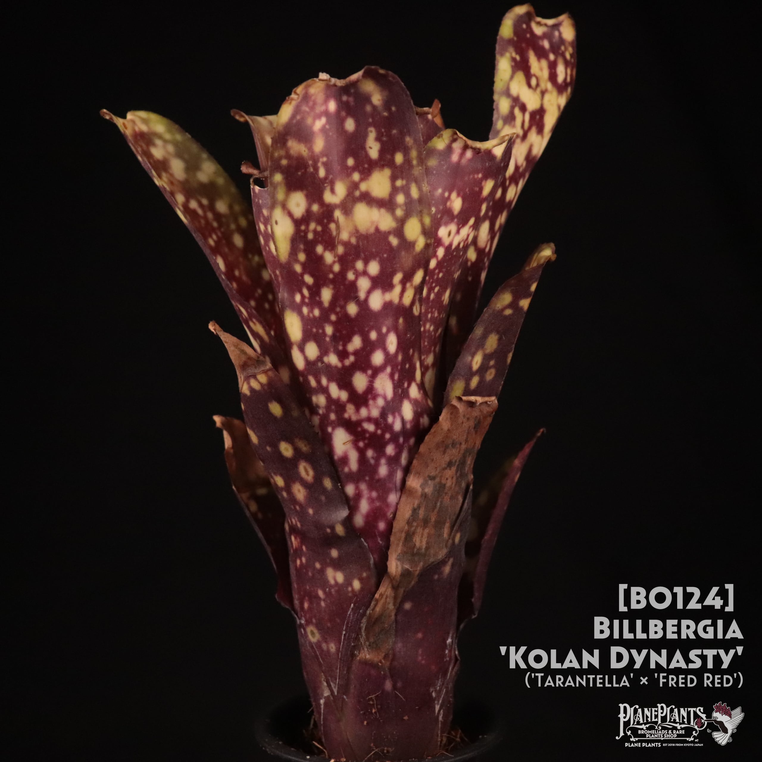送料無料】Billbergia 'Kolan Dynasty'〔ビルベルギア〕現品発送B0124