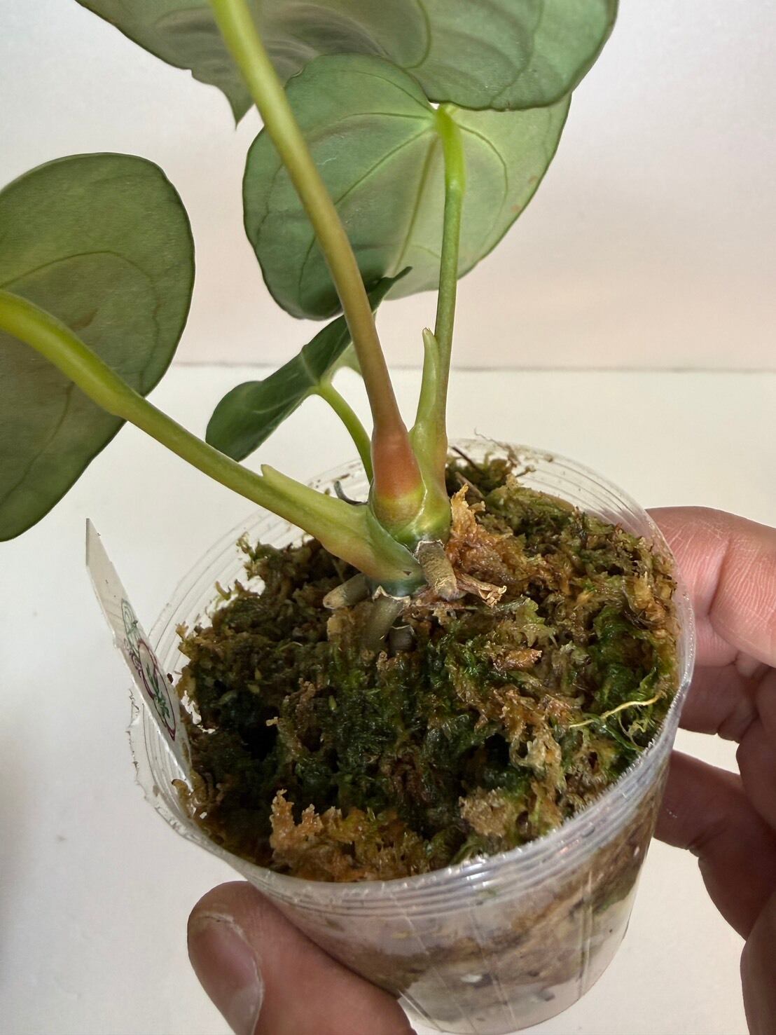 残り1鉢！アンスリウム・レガレ 2.5号 | 観葉植物と雑貨のお店 VIVAGREEN