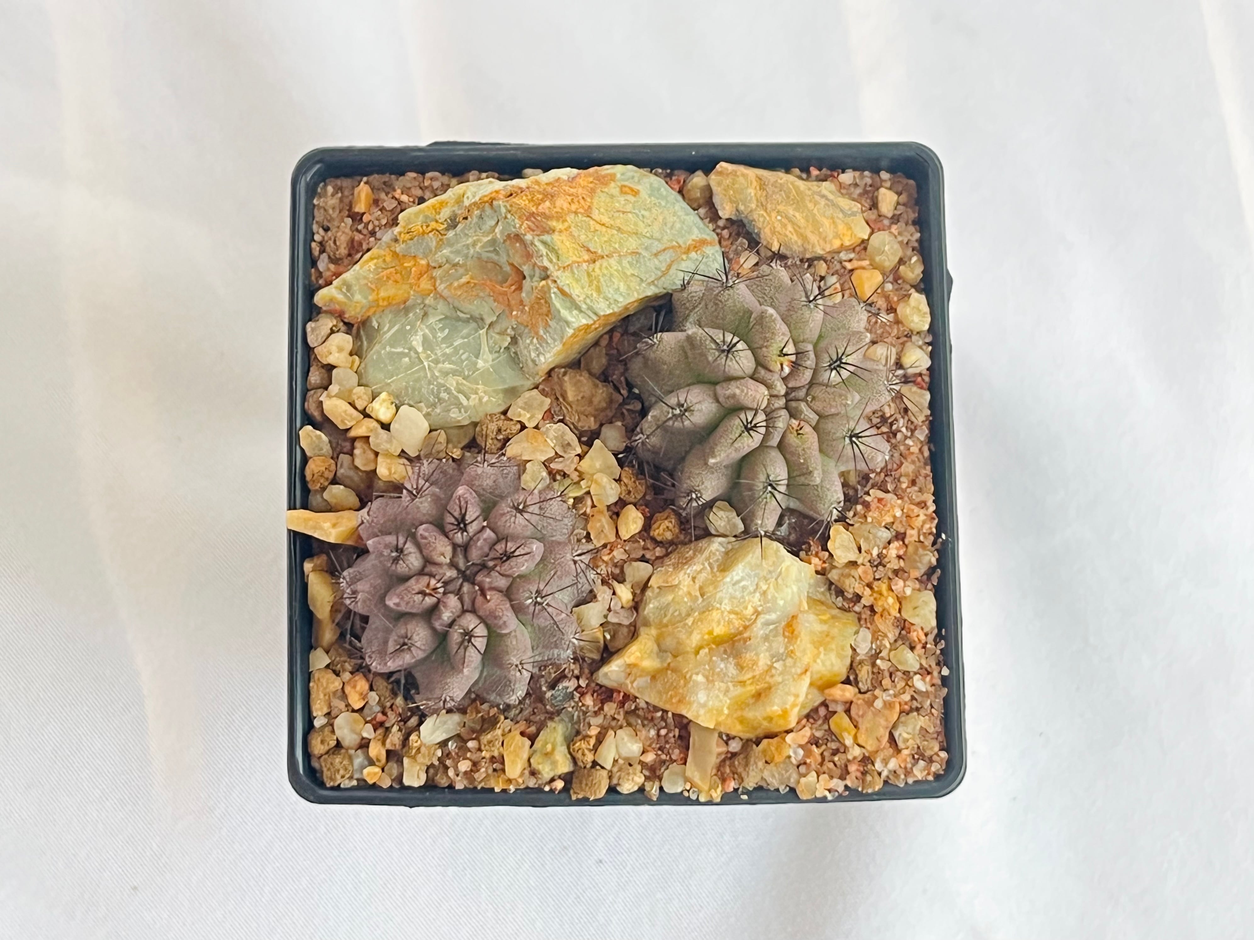 エリオシケ 錦　実生　サボテン 61-wD2vUV8L._AC_SY200_QL15_.jpg