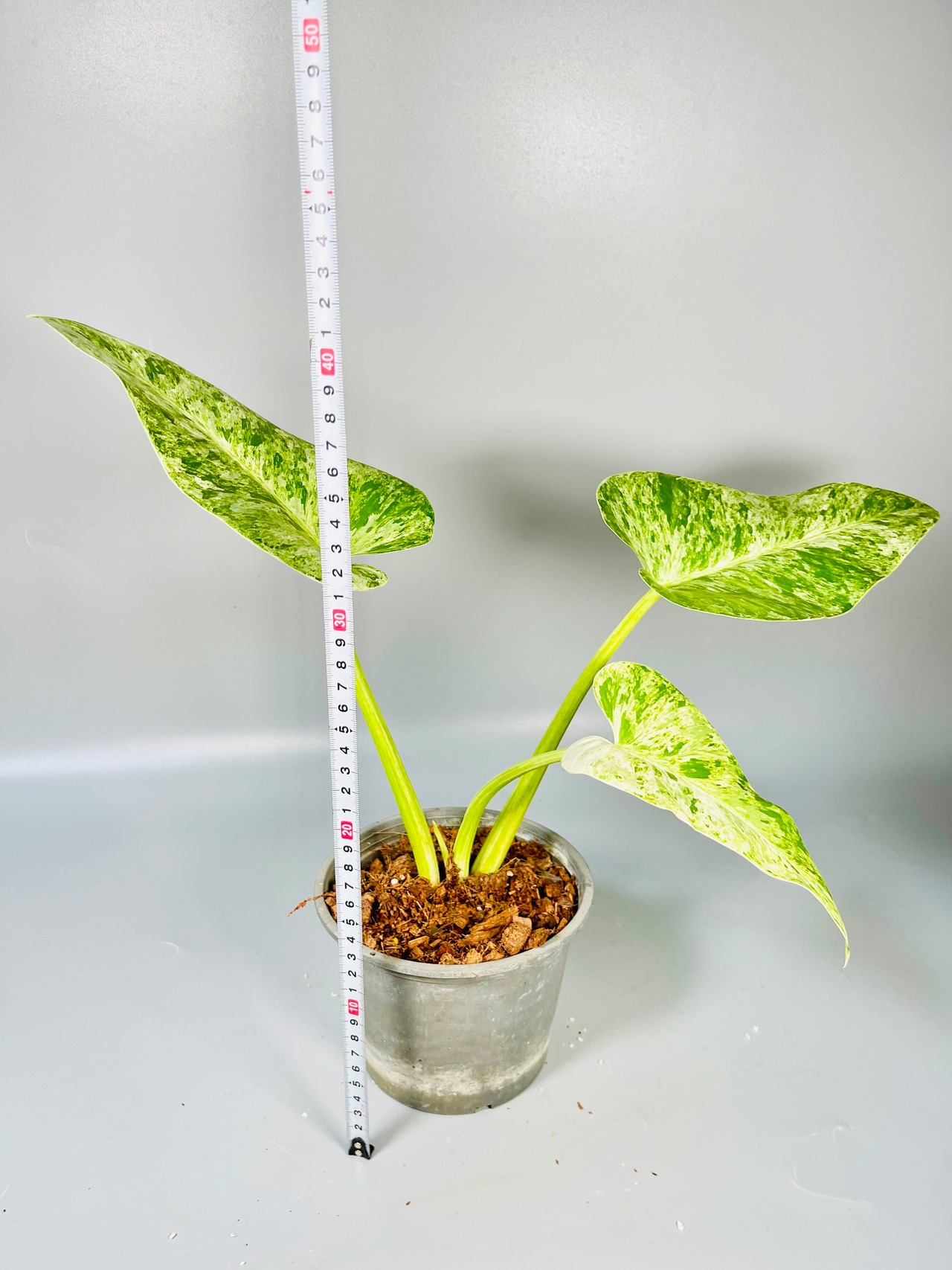 A-3 ドックブロック アンスリューム・ミッシェル Anthurium 