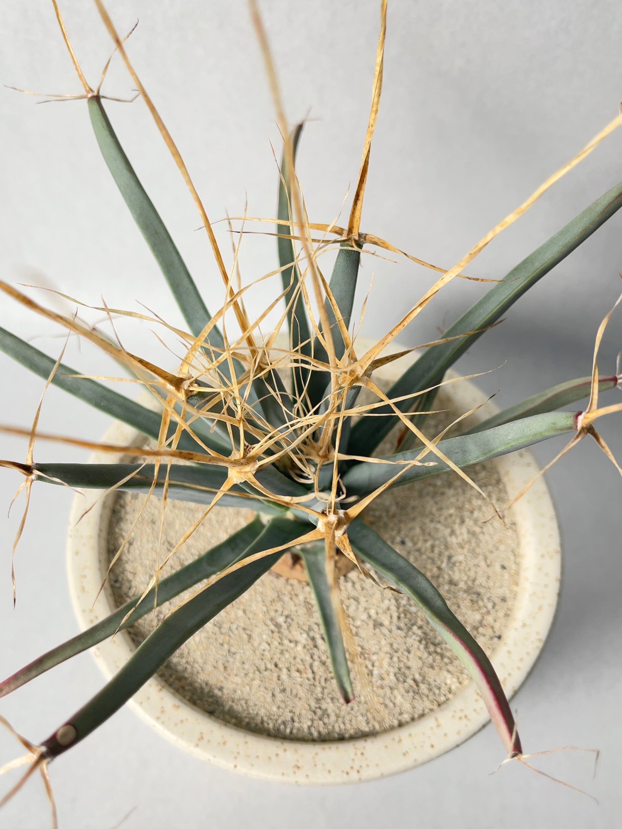 レウクテンベルギア・晃山 | trigger