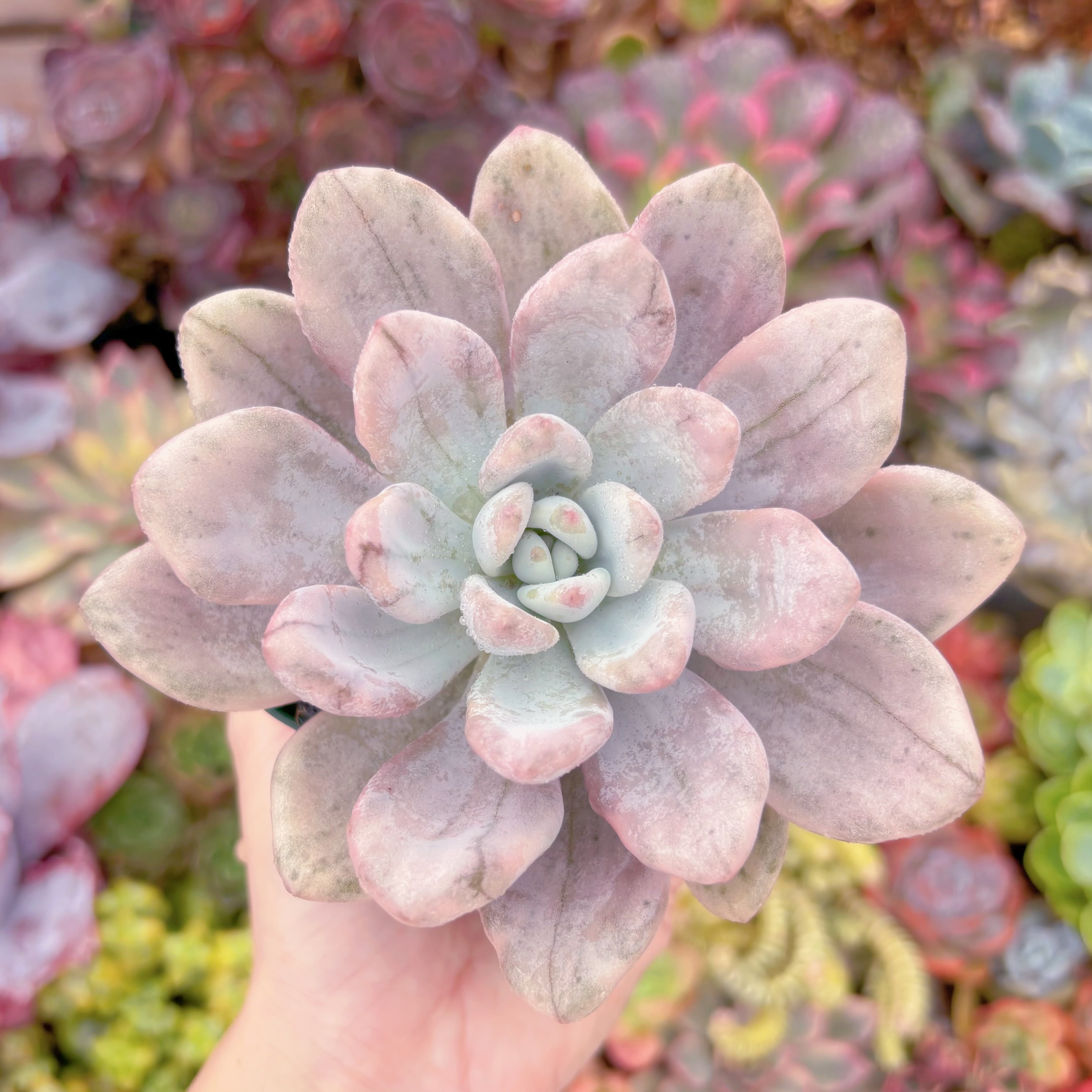 多肉植物 オパリナ錦 新入荷 るる農園 | るる農園~多肉植物専門