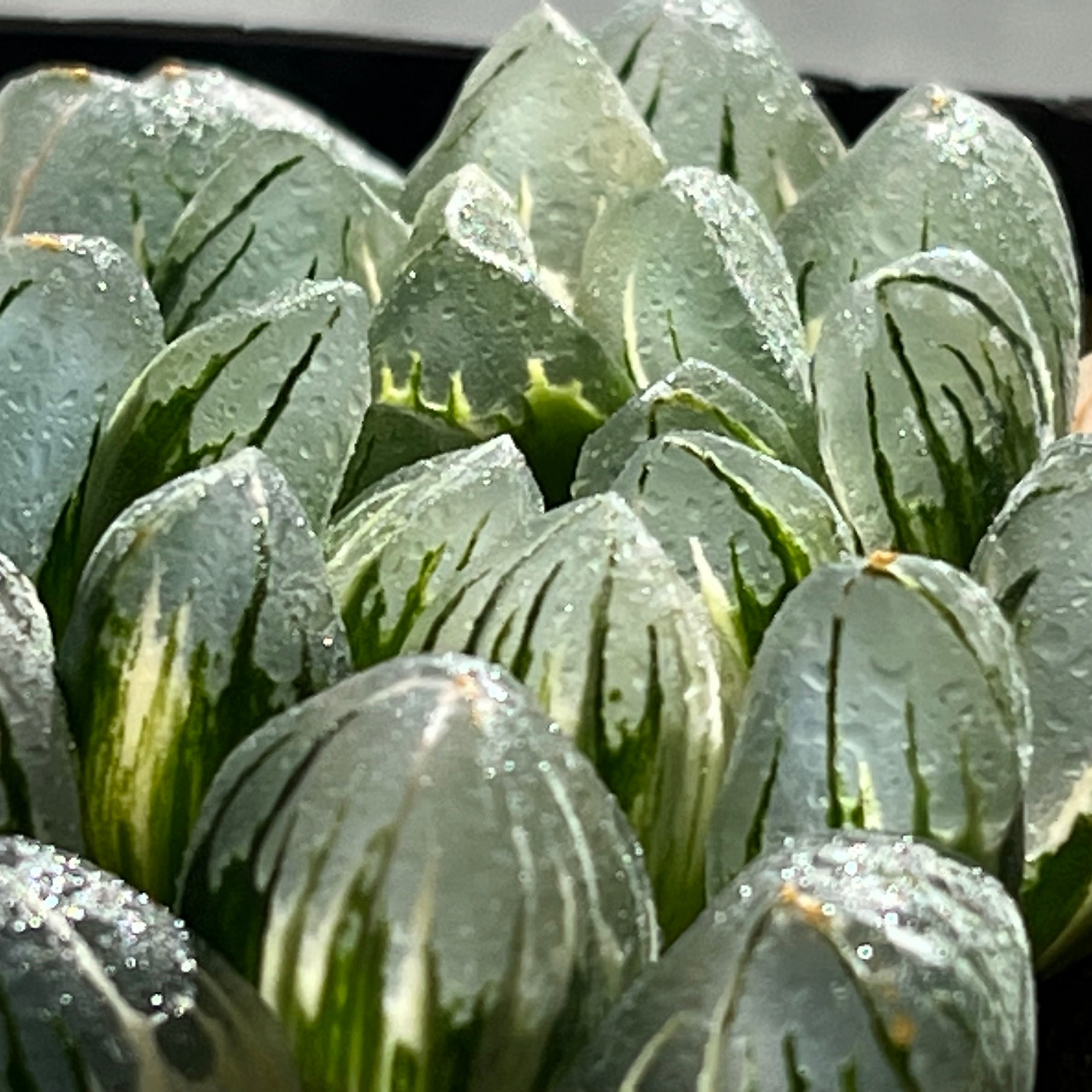 ハオルチア オブツーサ錦 水晶燈 | mocono_plants
