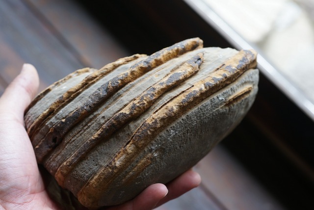 グランドキャニオン産堆積岩