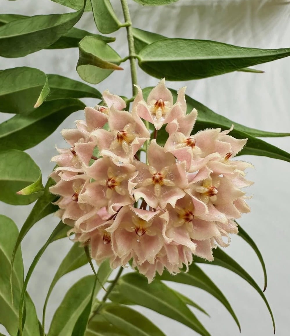 ルーチェさん専用　Hoya ホヤ3種 Hoya Leucantha / ホヤ レウカンサ | Gardenえん 【観葉熱帯植物】