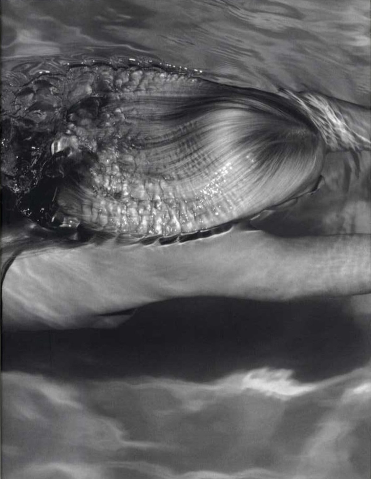 MERMAIDS Michael Dweck （サイン入り） | magnif