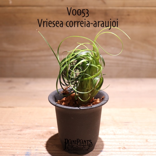 【送料無料】Vriesea correia-araujoi〔フリーセア〕現品発送V0053