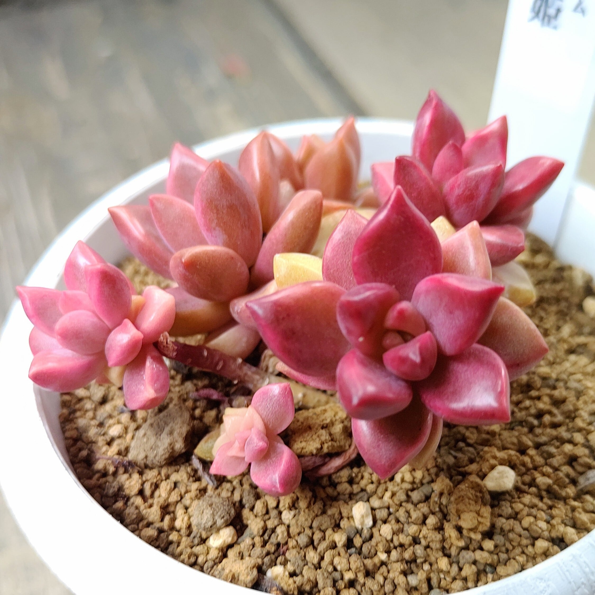 多肉植物 | RuPo 多肉植物専門店