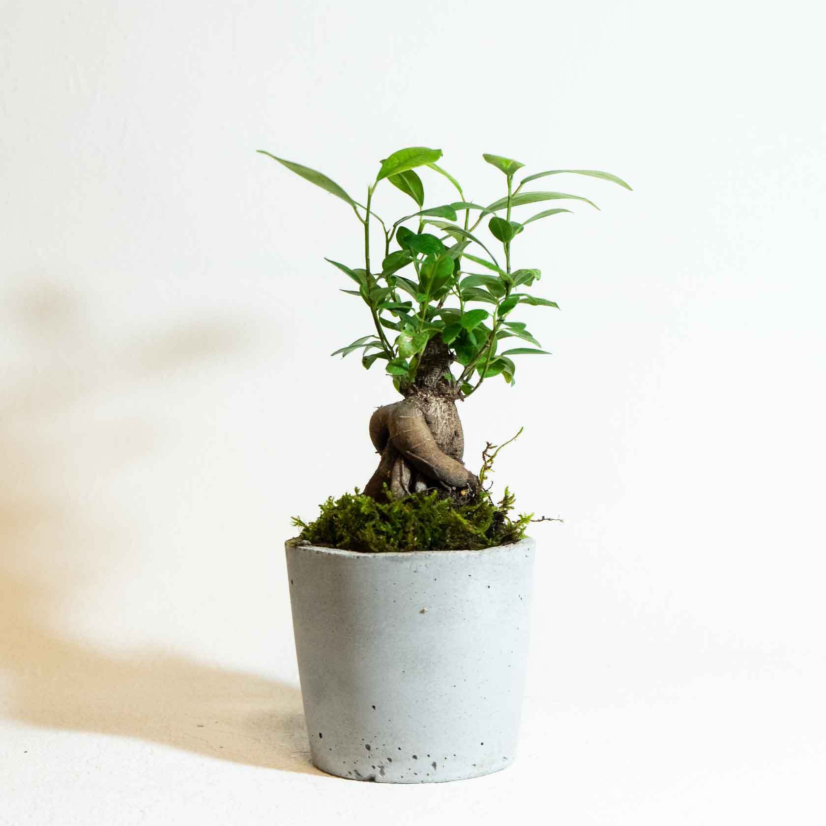 手のひらサイズの観葉植物 ガジュマルとハイゴケ カモジコケの鉢植え 無機質でシンプルなモルタル鉢 送料全国一律850円 アトモスフィア 自作の鉢 を使った観葉植物や多肉植物 塊根植物などの通販