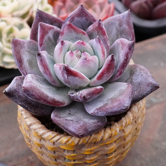 むっちり【ブラックサバス 2】エケベリア　大人気　韓国多肉