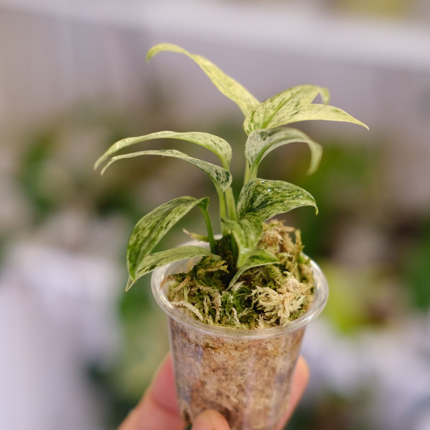 Scindapsus Mutiara│スキンダプサス ムティアラ② Scindapsus Mutiara│スキンダプサス ムティアラ│観葉植物