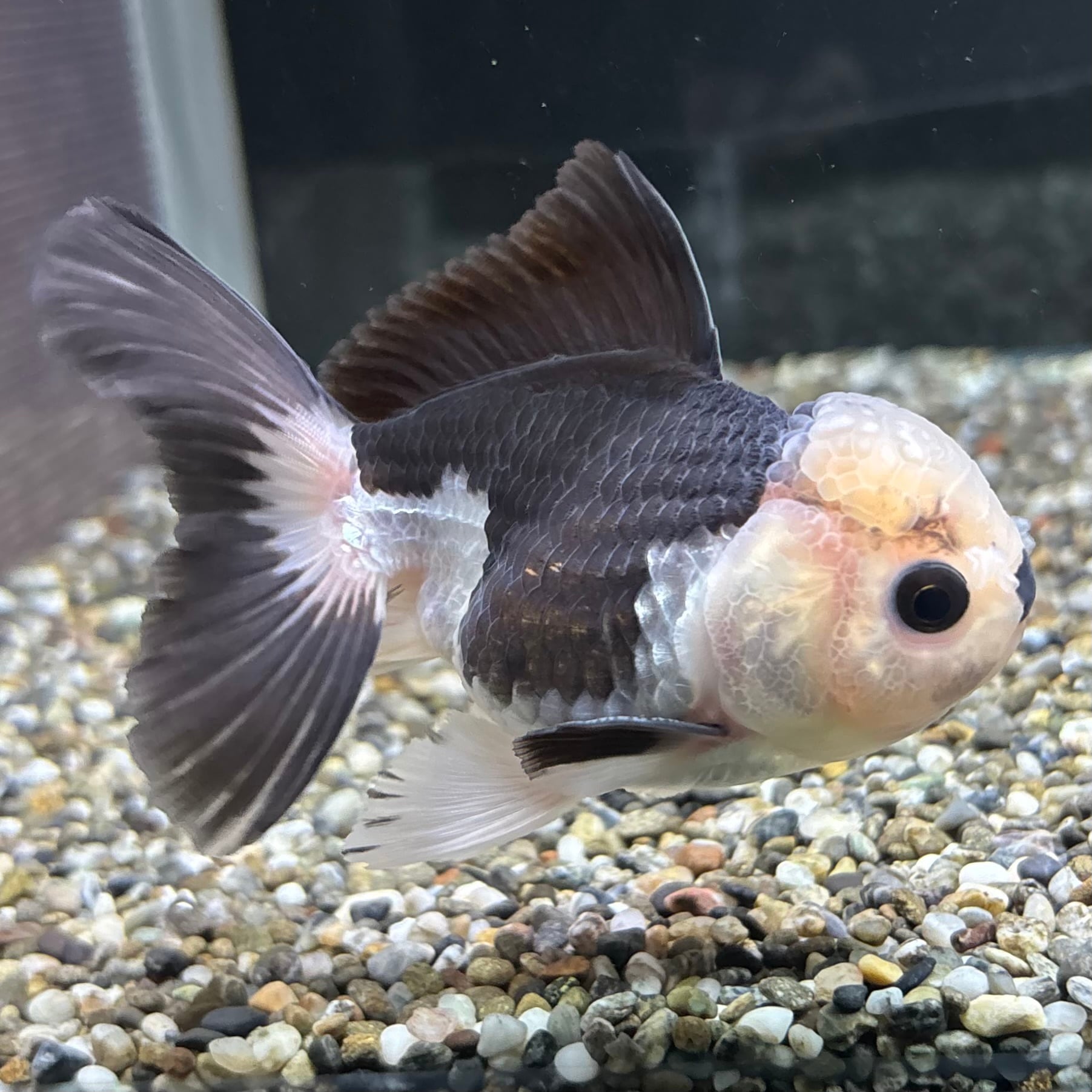 パンダオランダ 10cm