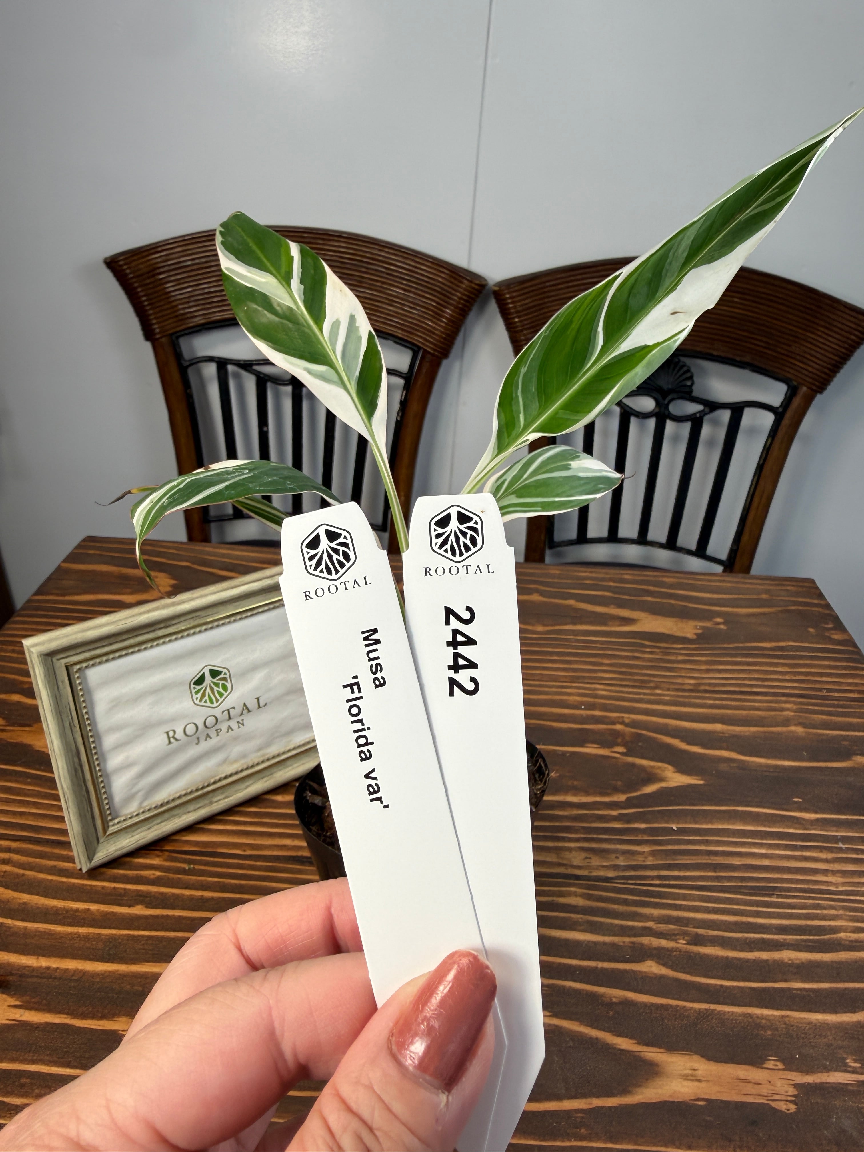 ★2442【南国の風を感じる株】ムサ フロリダバリエガータ(3号ポット)