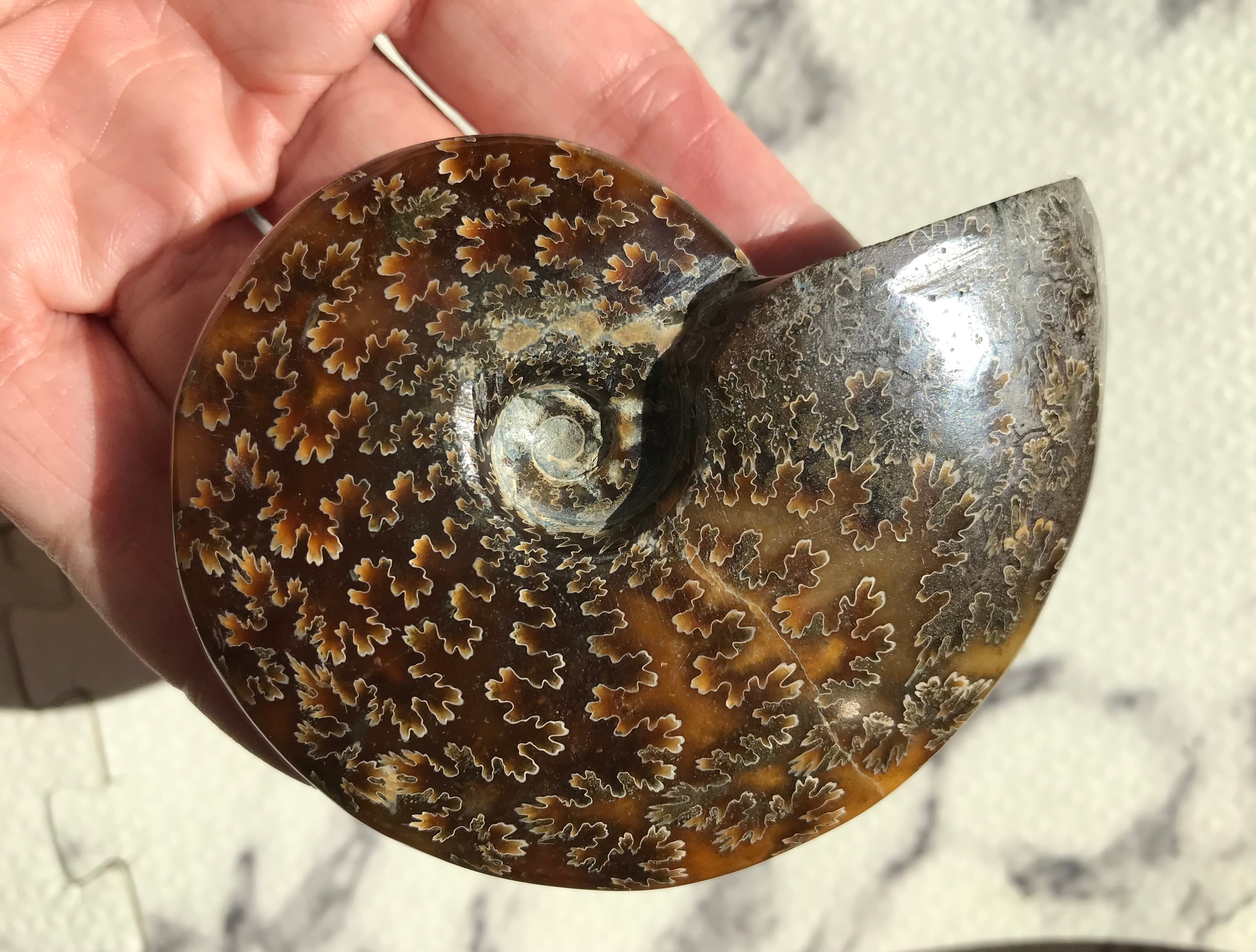 マダガスカル産のアンモナイトの化石 動画】【1点もの】マダガスカル産アンモナイトの化石 2個(ペア