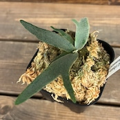 ビカクシダ ジェニー P. willinckii 'Jenny' TC【53】