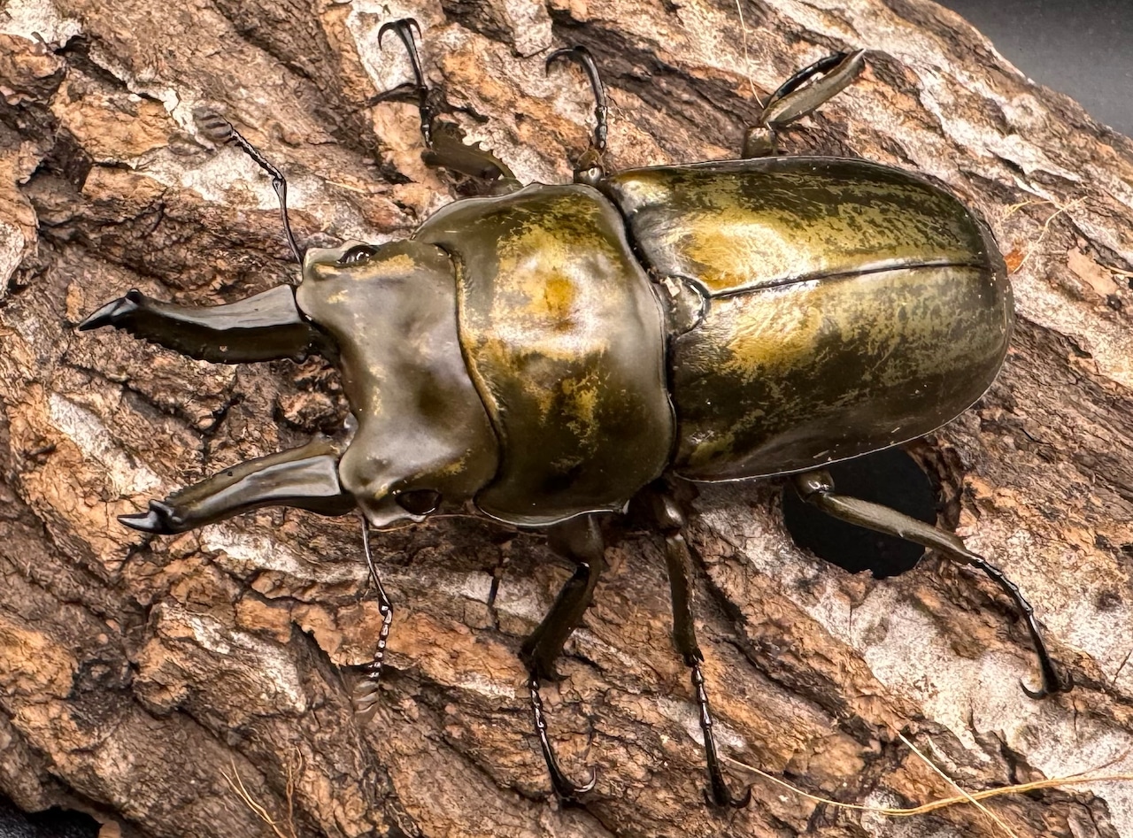【F0】《ローゼンベルグオウゴンオニ 66mm ♀A'品ペア》