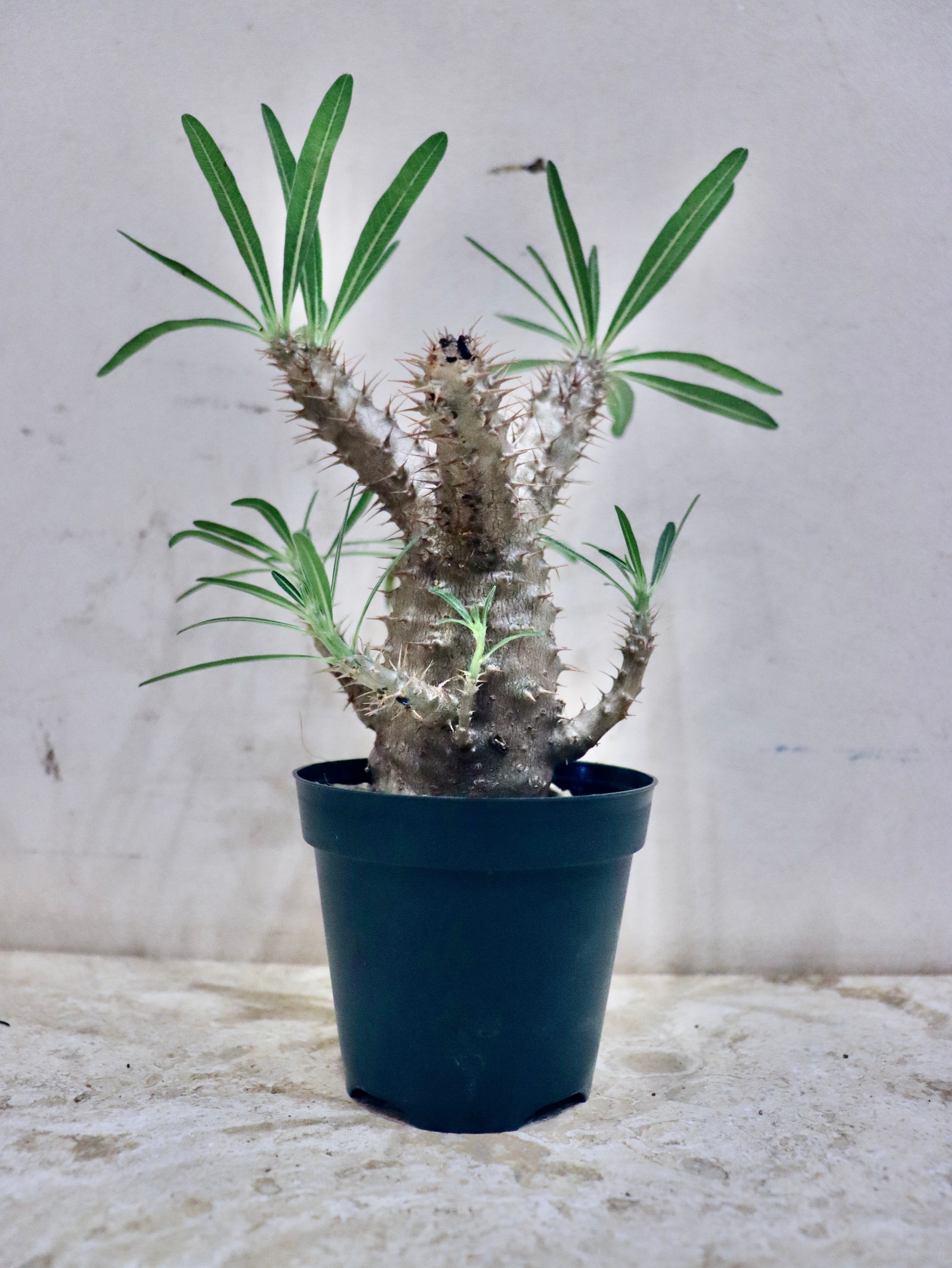 パキポディウムSP-②｜観葉植物 | GREENS FOR GOOD公式オンライン