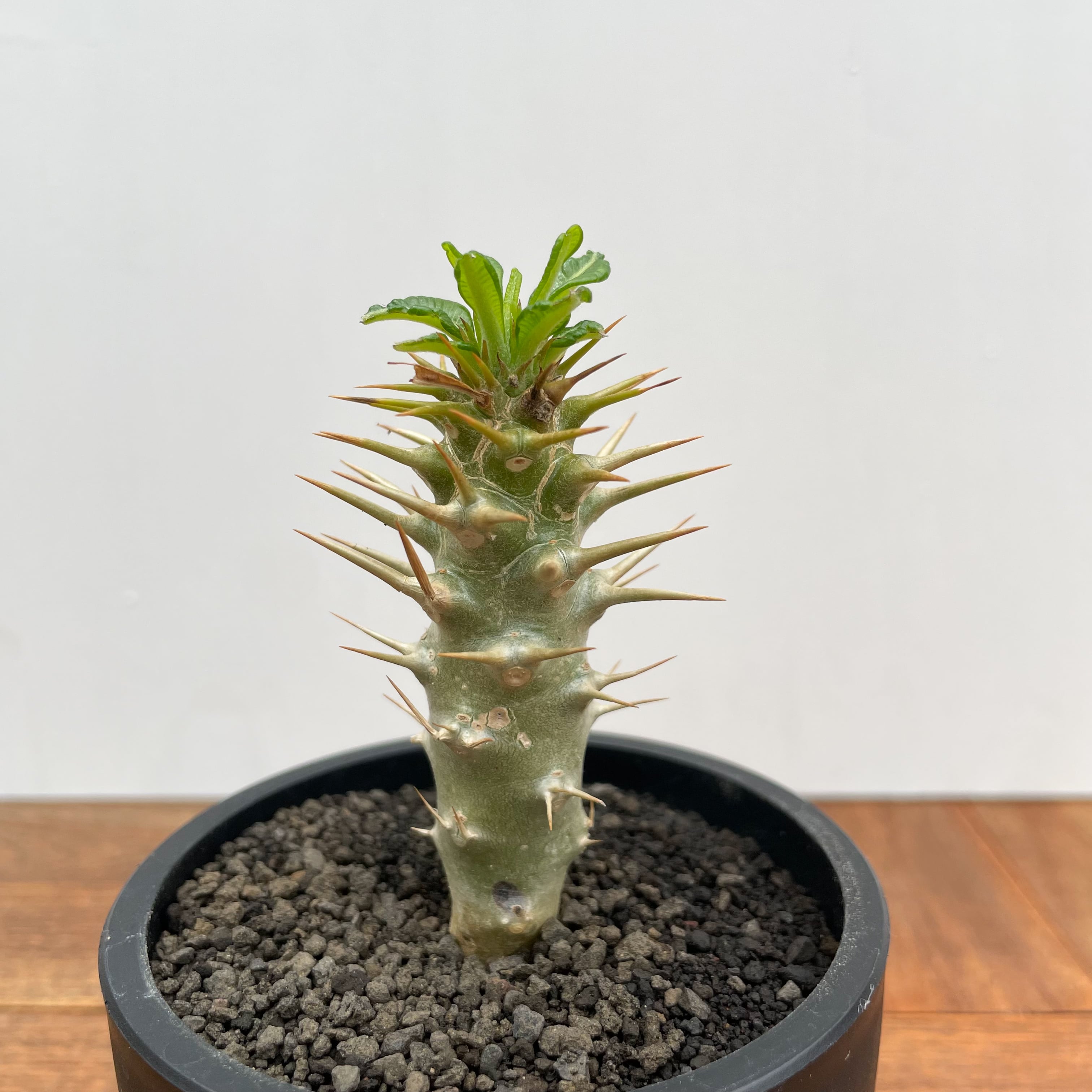 Pachypodium ambongense【パキポディウム・アンボンゲンセ・実生