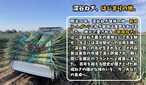 深谷蜜ねぎ2,5キロ