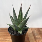 Agave purpusorum【アガベ・パープソラム・帝釈天】
