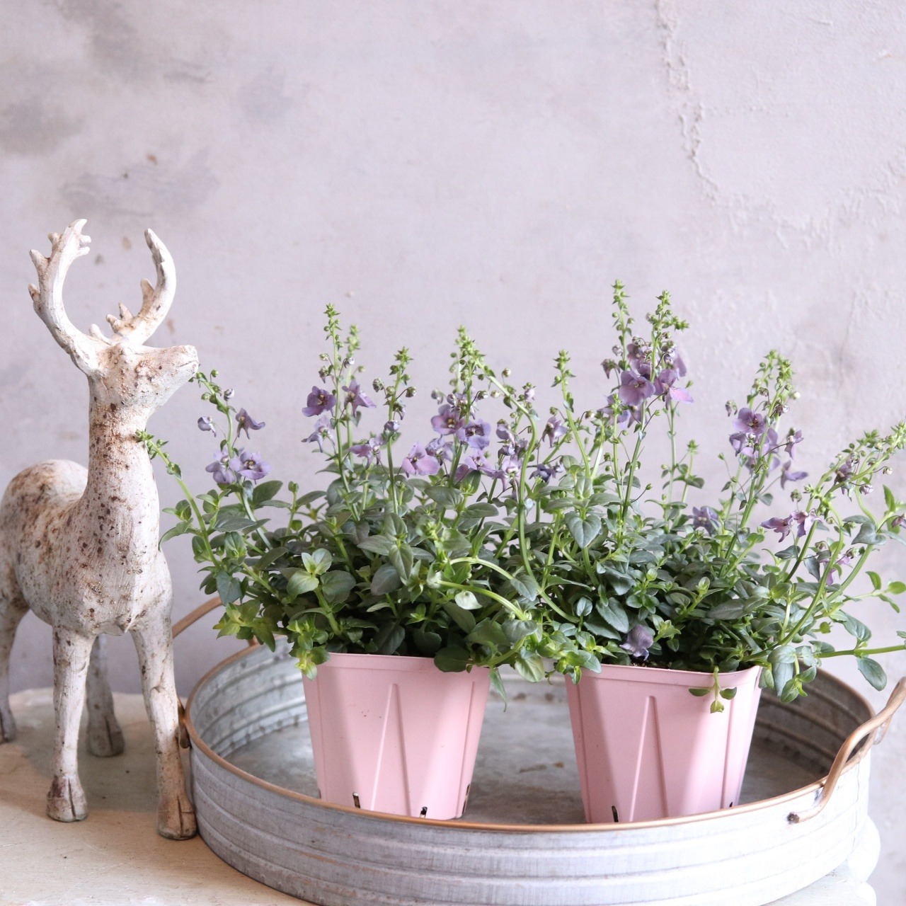 ディアスシアダンス　デニム　ブルーカラーのお花　宿根草　新色　センスアップ　シャビーシックにオススメ