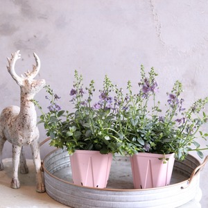 ディアスシアダンス　デニム　ブルーカラーのお花　宿根草　新色　センスアップ　シャビーシックにオススメ