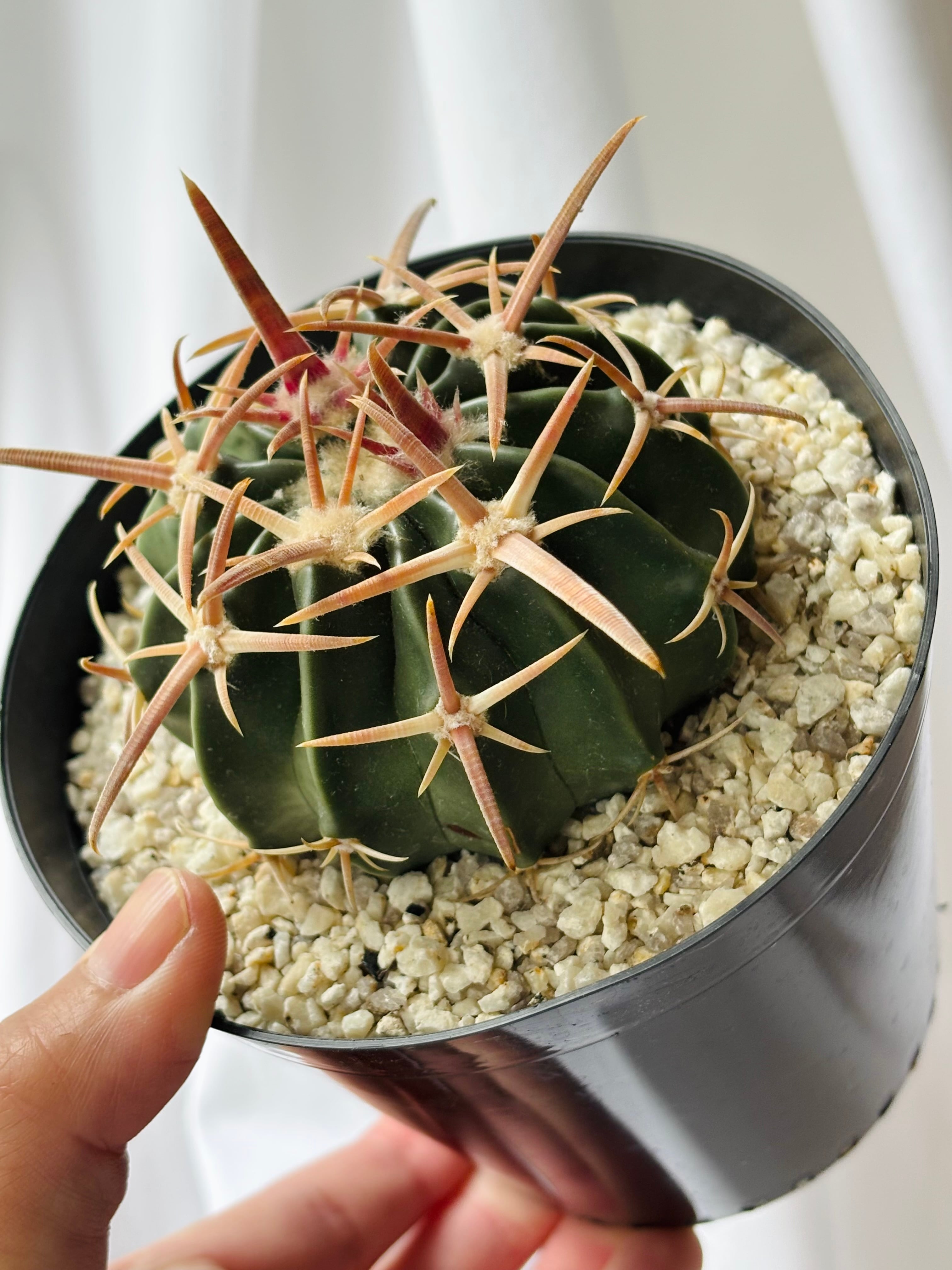 Echinocactus texensis エキノカクタス 綾波 王綾波 サボテン | plants