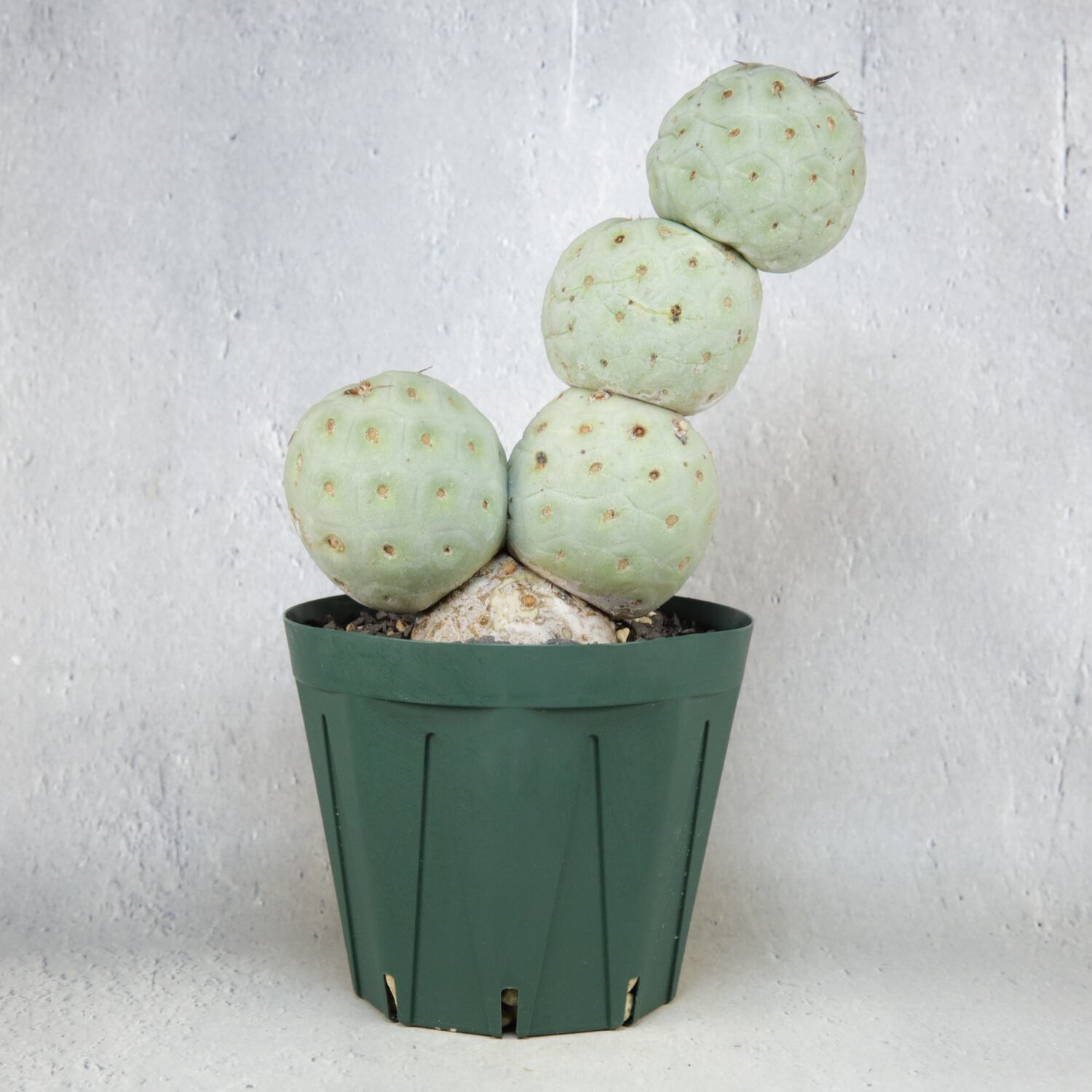 ゆ*う様 テフロカクタス ゲオメトリクス　棘ナシ　鉢ごと ゆ*う様 テフロカクタス ゲオメトリクス 棘ナシ 鉢ごと ゆ*う様