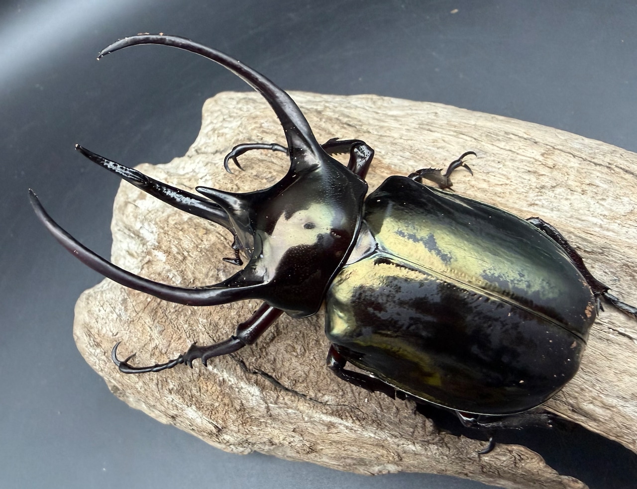 【WD】《ミンダナオアトラスオオカブト マラグサン産 92mm ペア》