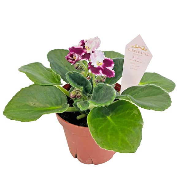P. veitchii AR #1 (pup) Select 【artPLANTs】 ビカクシダ/コウモリ
