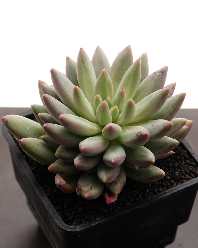 カット苗 チェリーズ 【数量限定】 Echeveria 'Cherries'
