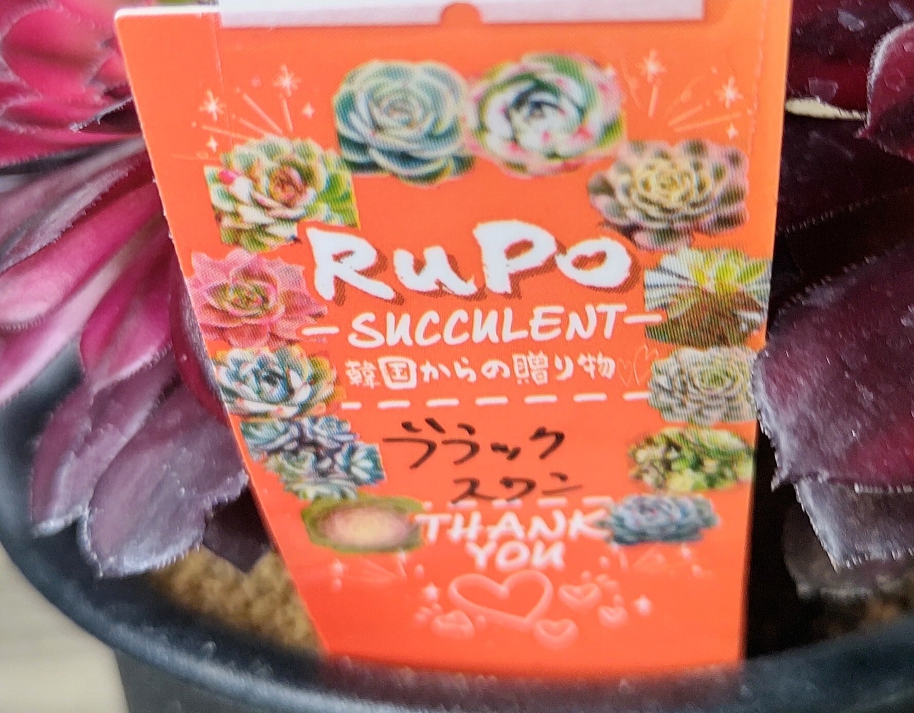 Bブラックスワン(アエオニウム) | RuPo 多肉植物専門店
