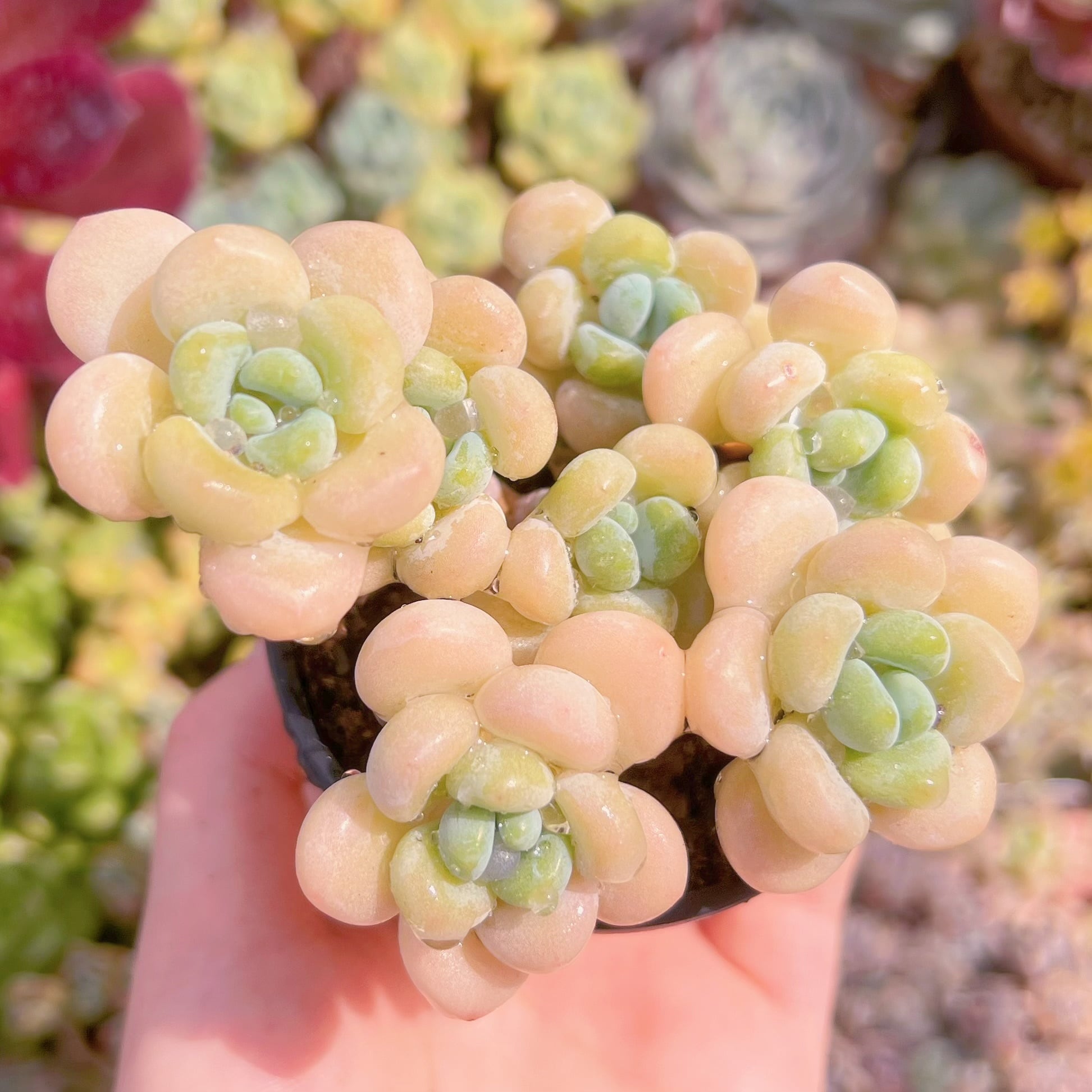 現品　ミルクキャンディ#F066　群生　るる農園