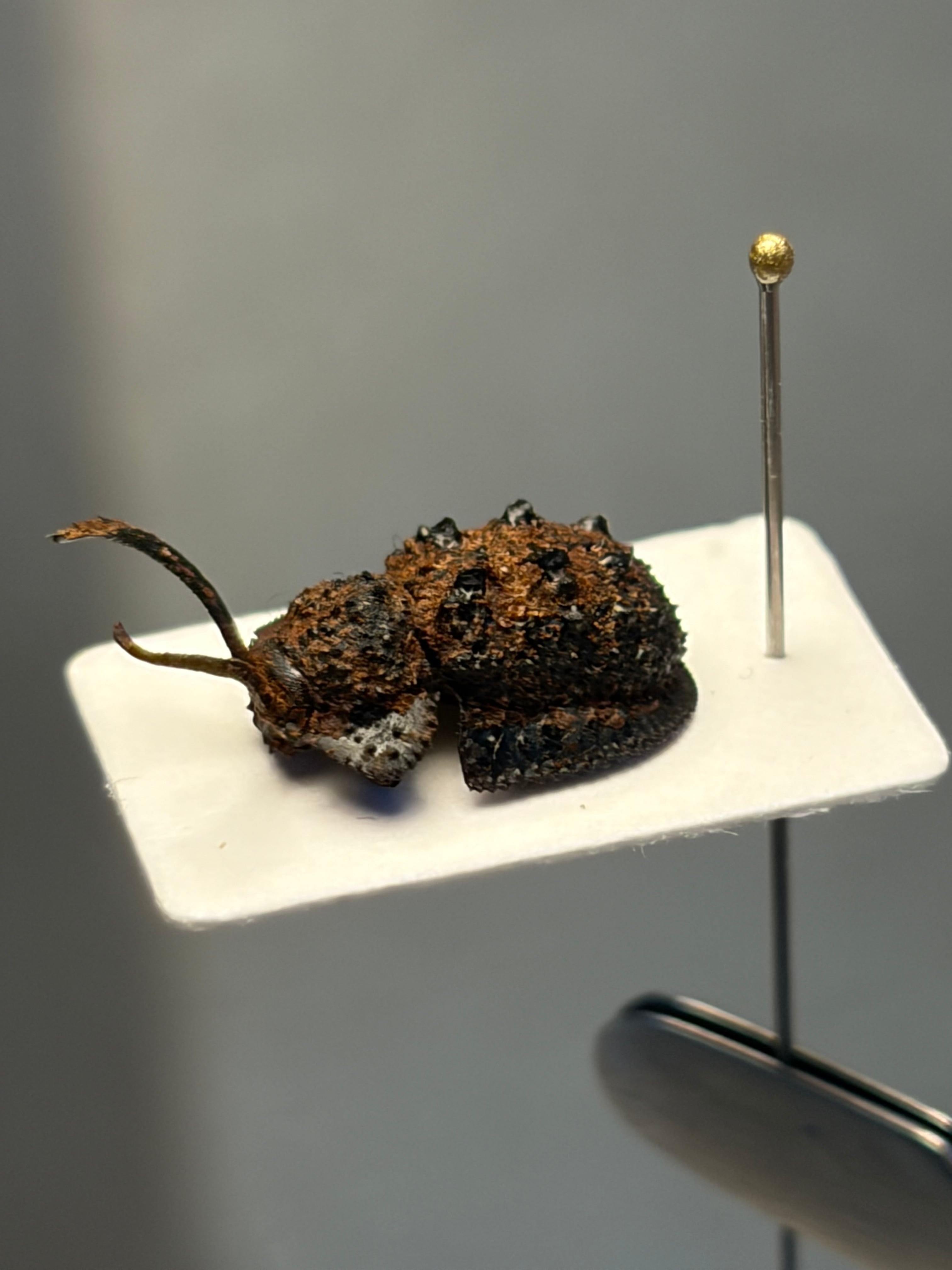 特大♂】カタツムリみたいなコブスジツノゴミムシダマシ 標本 ゾウムシ