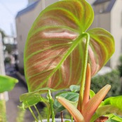 フィロデンドロン エルチョコレッド / Philodendron rubrijuvenile "El Choco Red" / 観葉植物<育て方・花言葉>