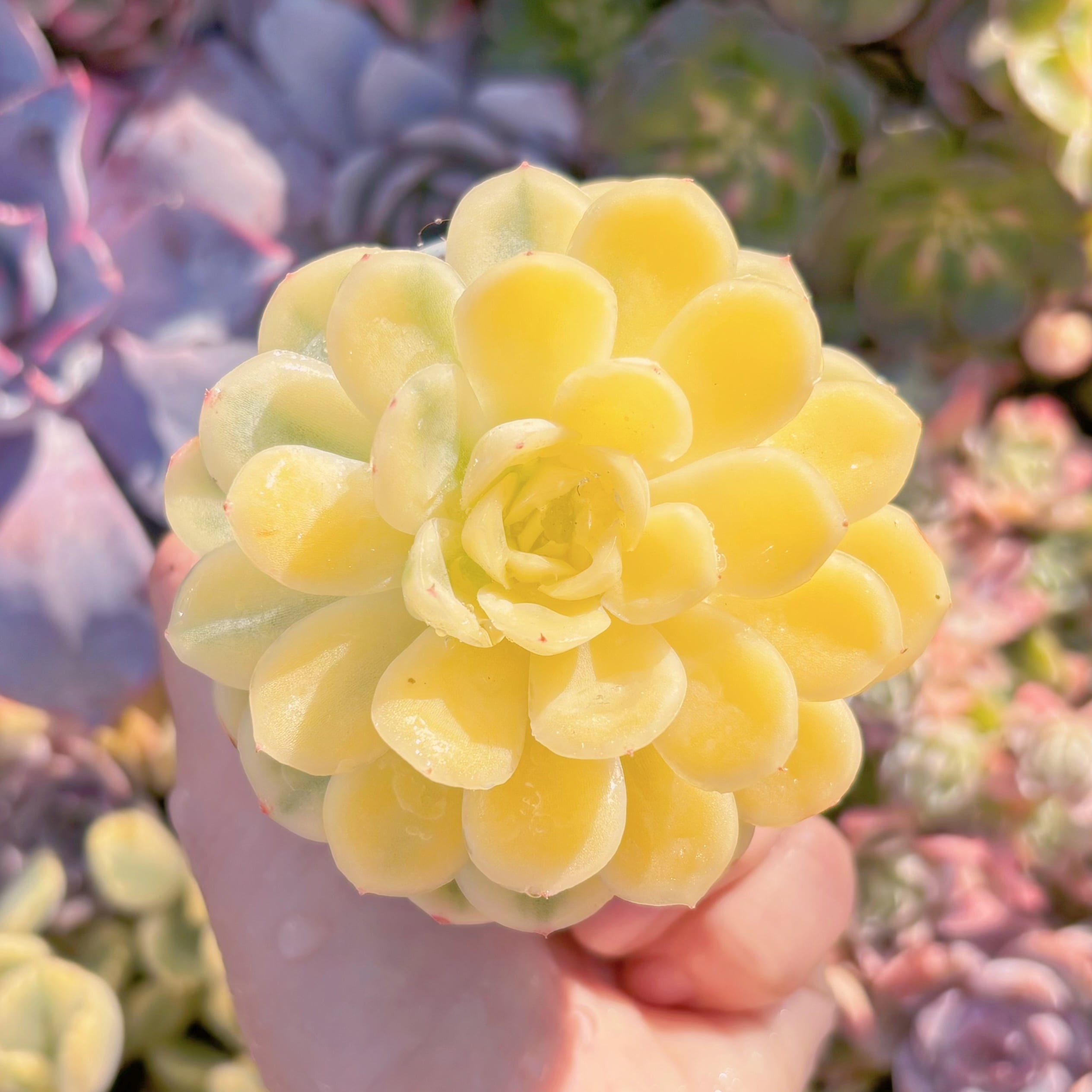 現品　ストロベリーアイス錦#F204　1点のみ美苗　新入荷　るる農園