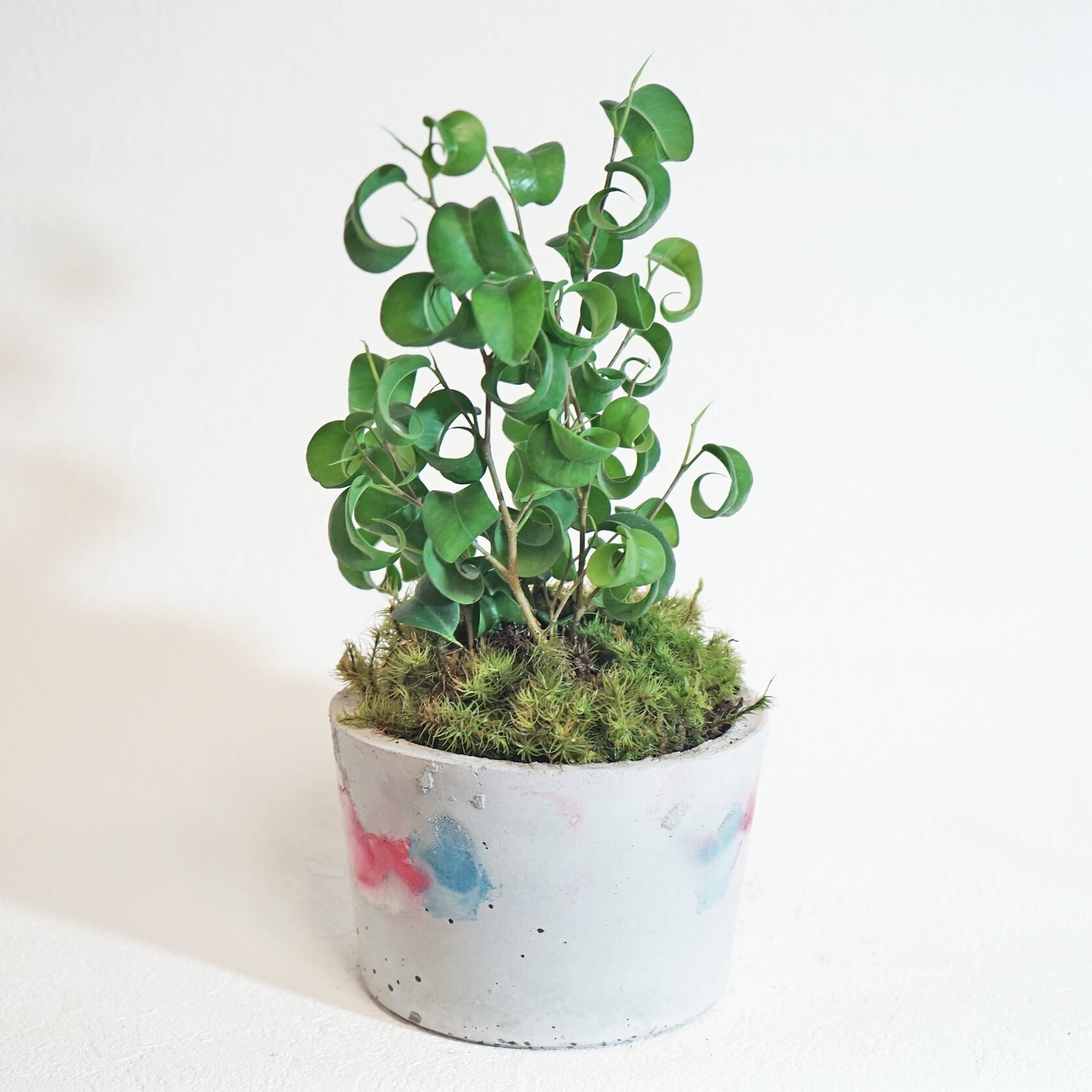 デスクに置ける観葉植物 ベンジャミン しっぼ苔の鉢植え 赤青白の色が入ったモルタル鉢 送料全国一律850円 Paypal決済をご利用の場合はwebブラウザからご注文ください アトモスフィア 苔をあしらった観葉植物や花草 苔玉などの通販