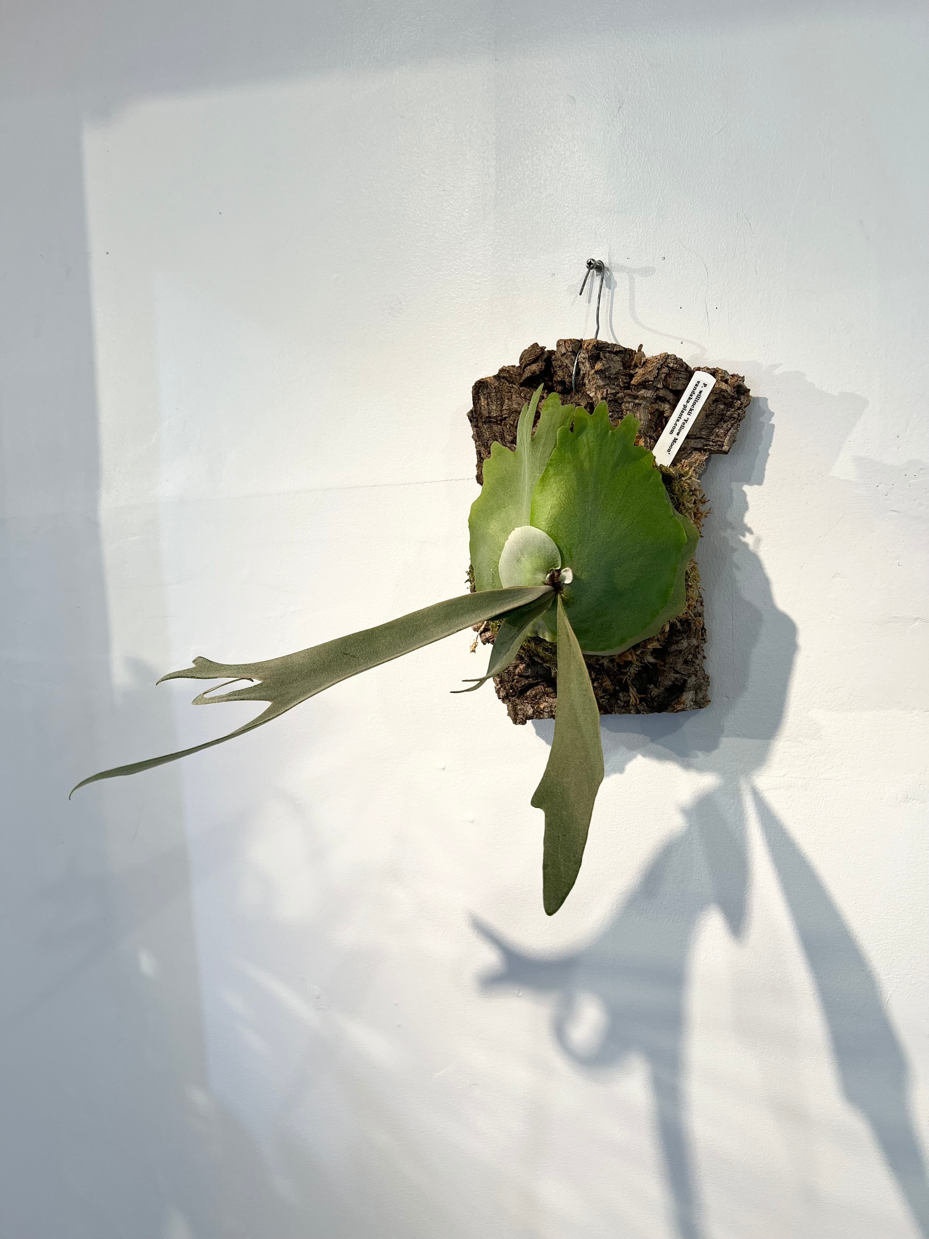 P. willinckii 'Yellow Moon' ビカクシダ 'イエロームーン' | vandaka