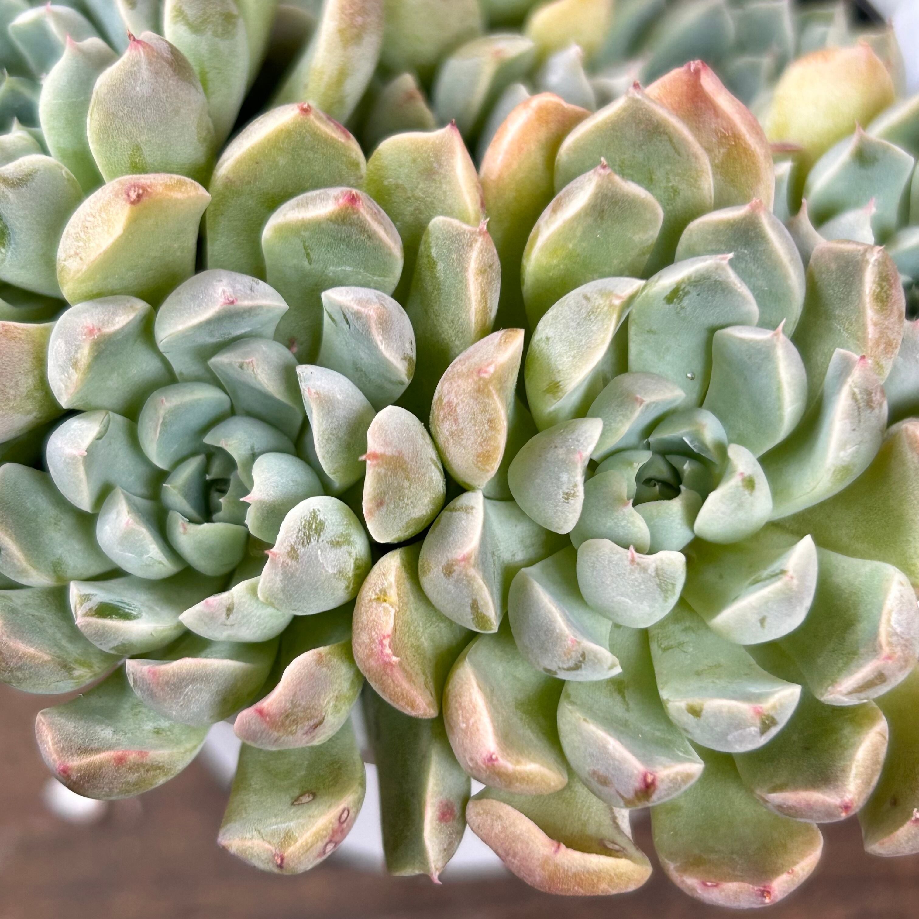 メキシコミニマ | RuPo 多肉植物専門店