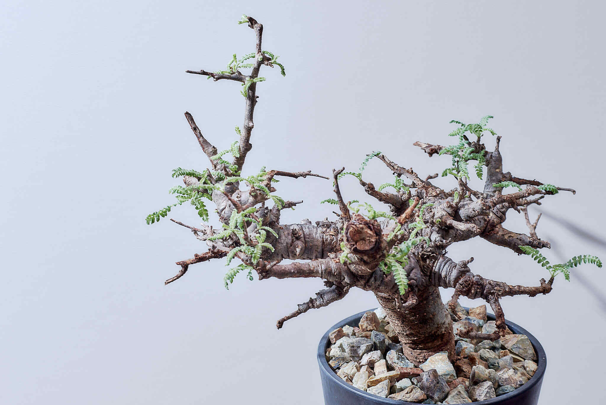 ボスウェリアネグレクタ 美株 塊根 コーデックス | いい日あたり powered by BASE