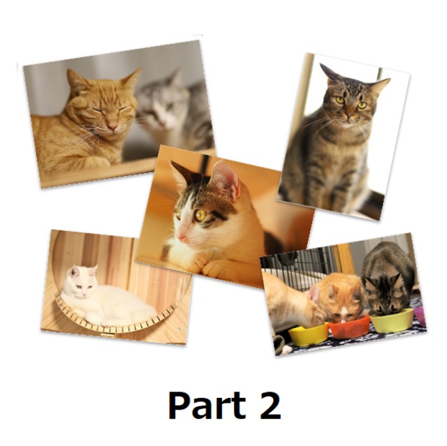 チャリティ 保護猫ポストカード 5枚セット Miyakojima1 2park Online Shop