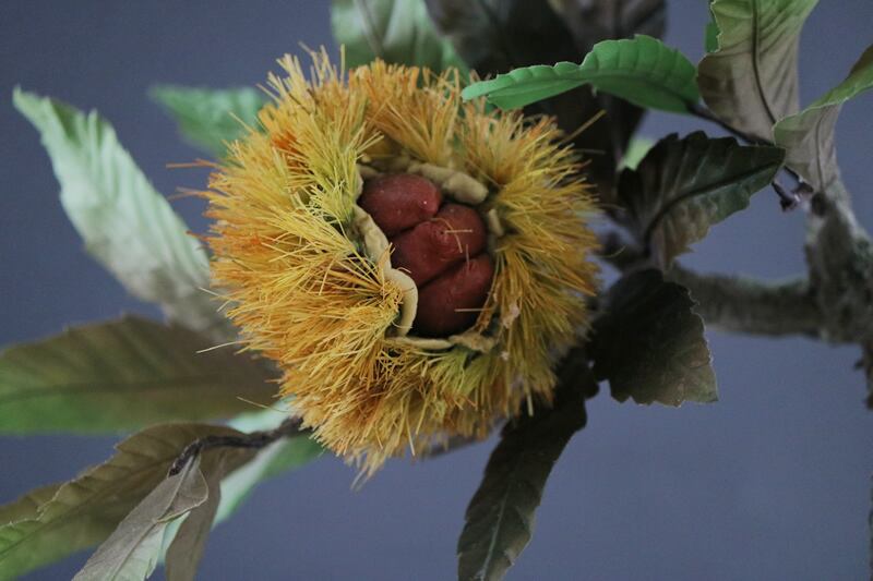盆栽 栗 Chestnut Bonsai #104 | Oh! BONSAI