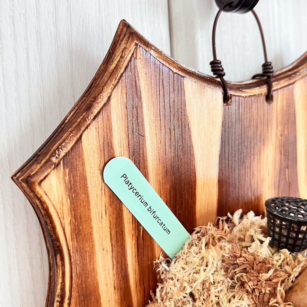 ビカクシダ ビフルカツム 板付 【観葉植物 室内 コウモリラン