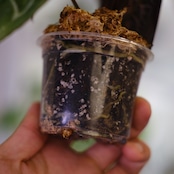 【正規】Anthurium 'Michelle' by DOC BLOCK⑫ / アンスリウム・ミシェル│観葉植物