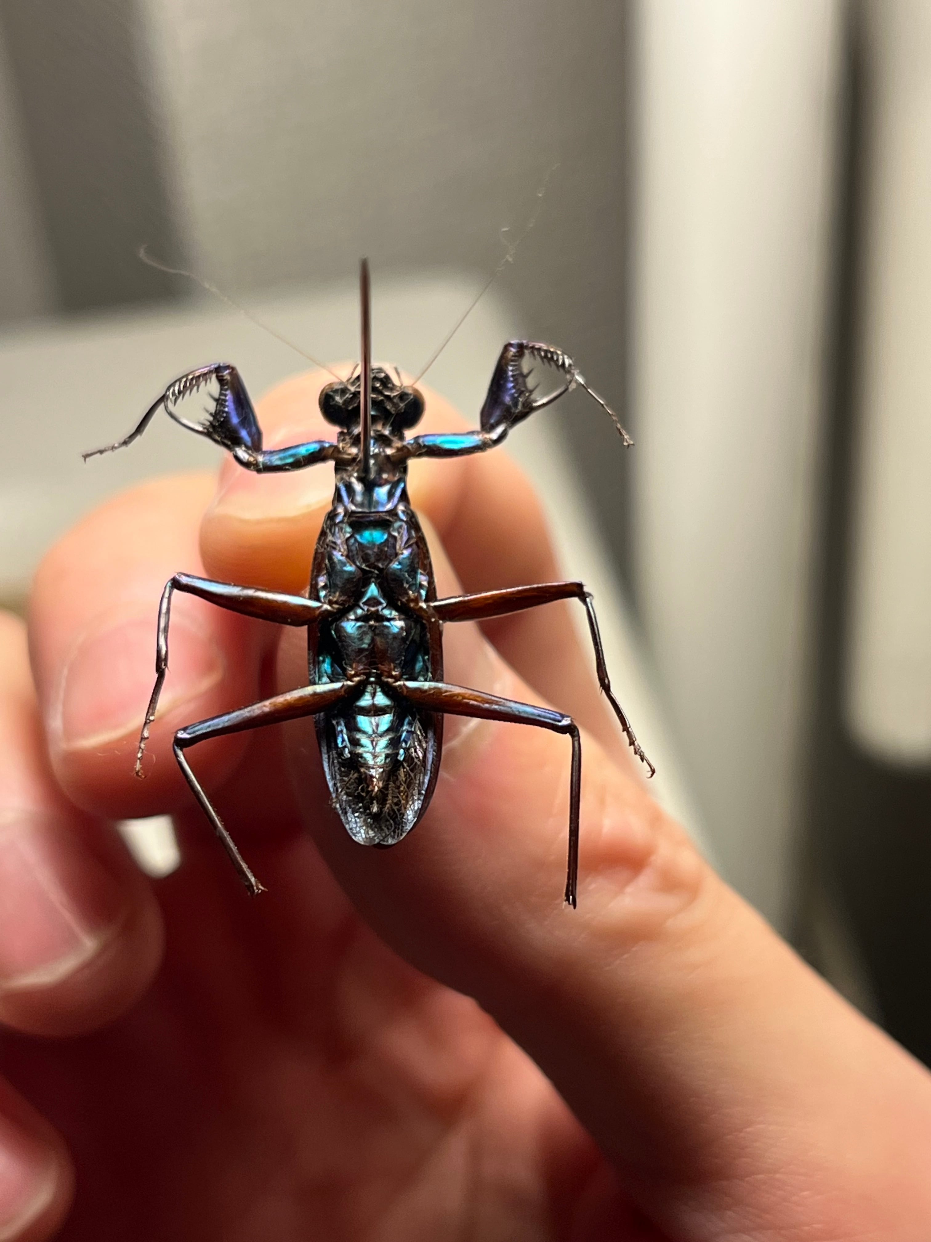 標本】ケンランカマキリ スパイダーマンティスレッドローチ