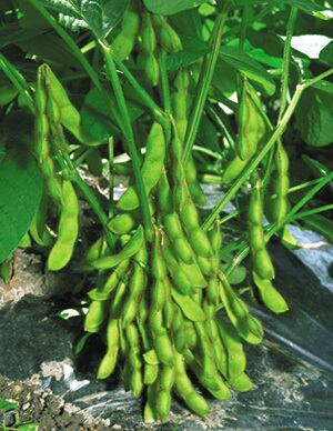 種子約20粒黒豆枝豆「たんくろう」 | wakabaseed