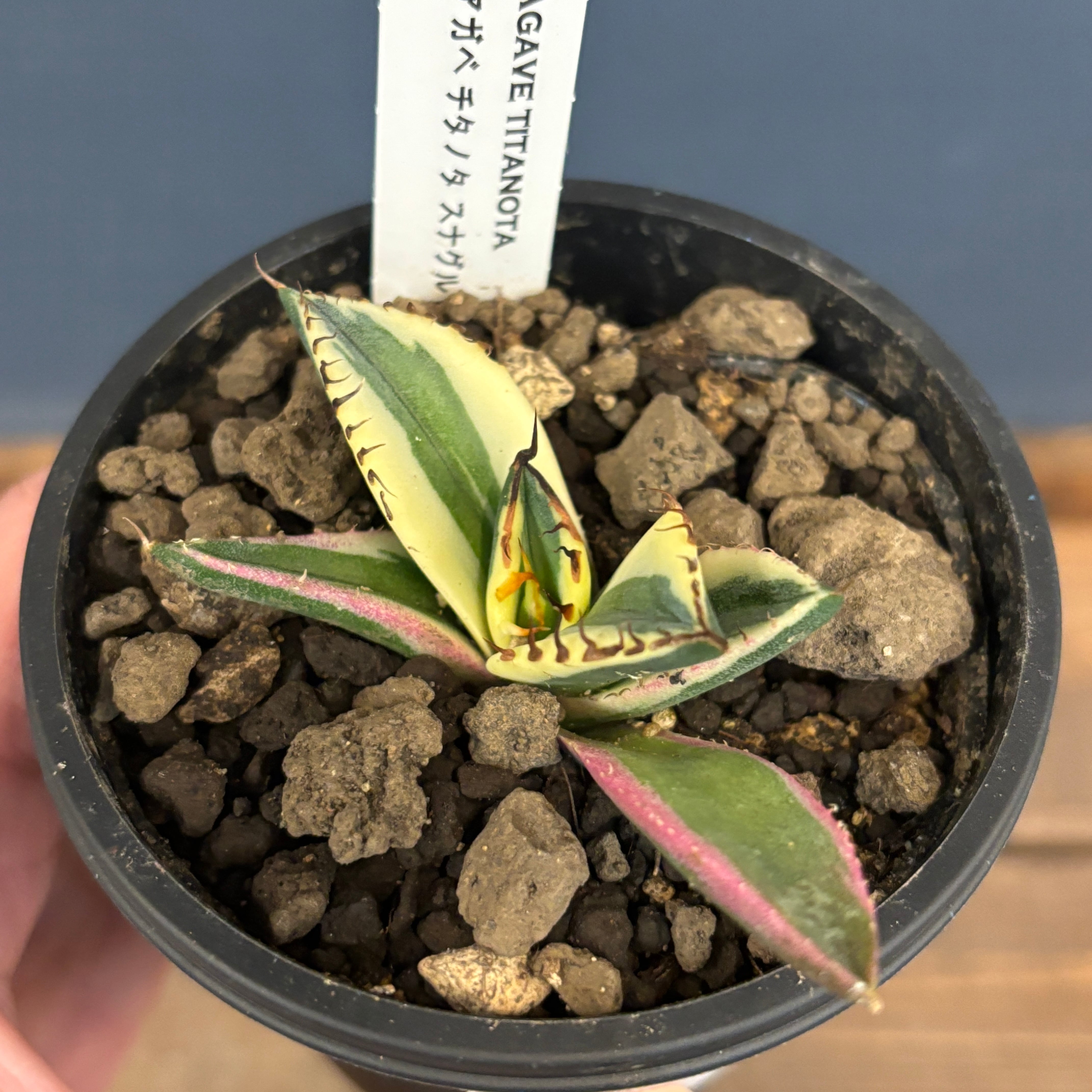 アガベ チタノタ スナグルトゥース【754】 | PROTOLEAF プロトリーフ